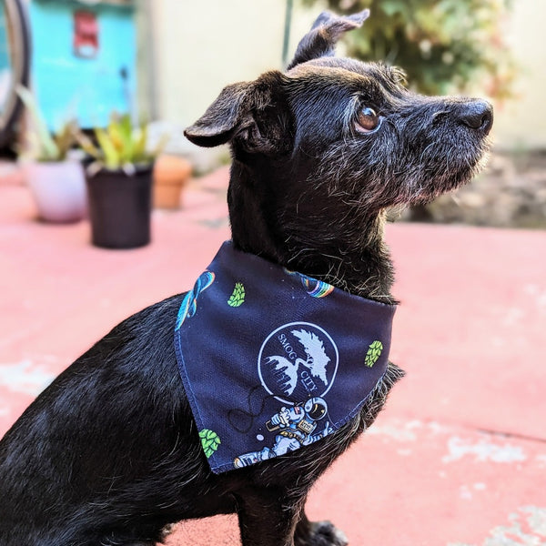 a small black dog sitting and wearing a bandana